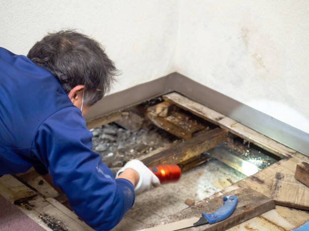 Best Best Mold Removal Companies  in Saranac, MI
