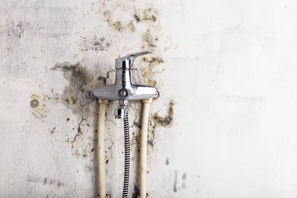 Best Professional Mold Removal  in Saranac, MI