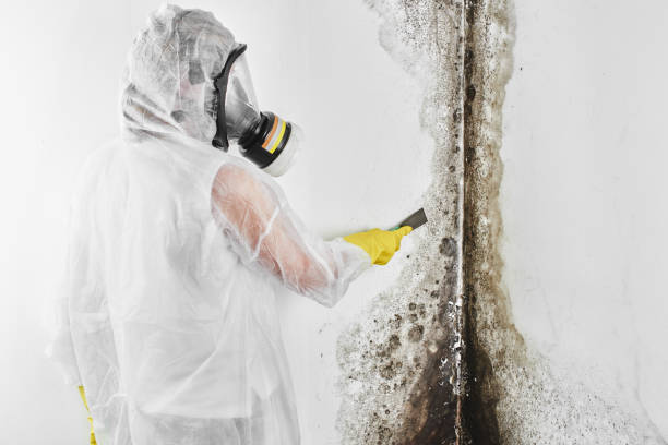Best Professional Mold Removal  in Saranac, MI