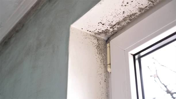 Best Mold Damage Repair  in Saranac, MI