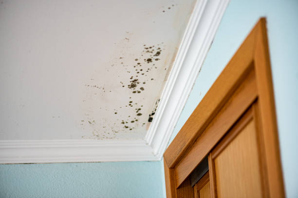 Best Office Mold Removal Services  in Saranac, MI