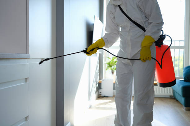 Best Fast Mold Removal  in Saranac, MI