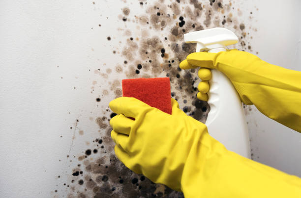 Trusted Saranac, MI Mold Removal Experts