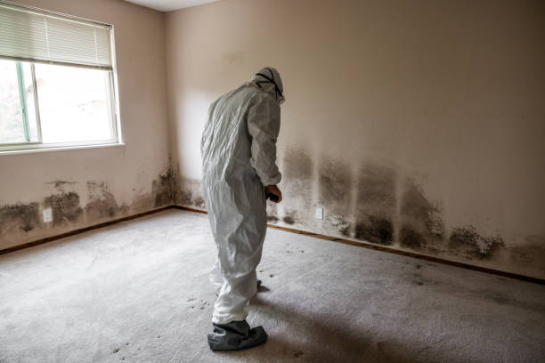 Attic Mold Removal in Saranac, MI